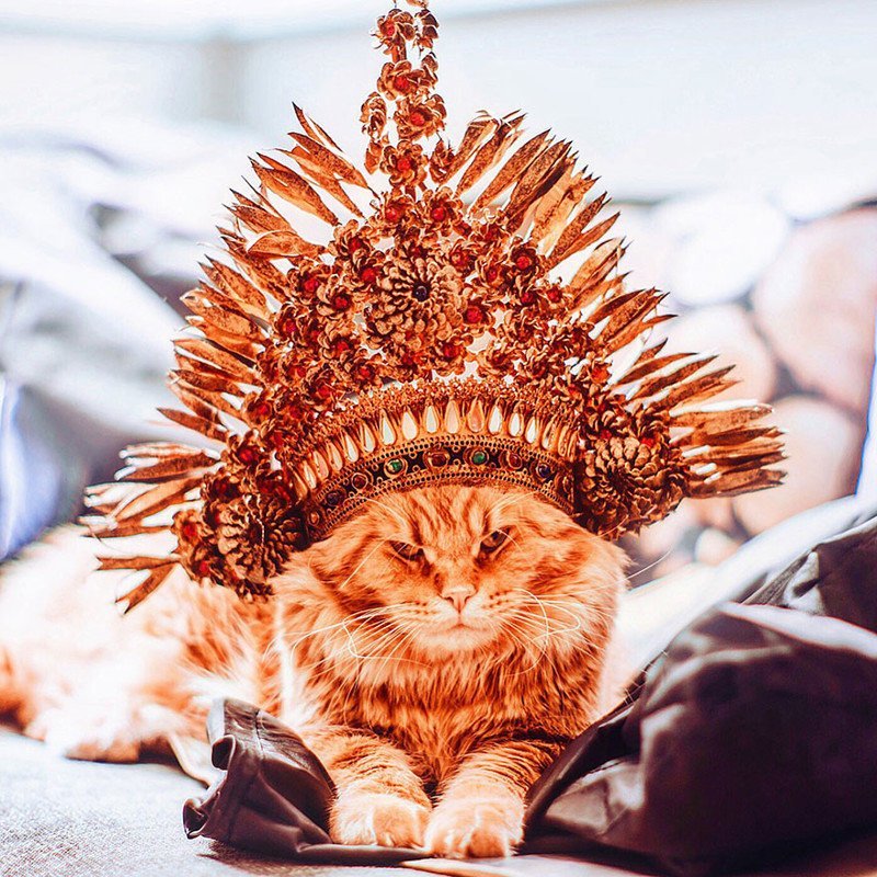 Кошка королева картинки