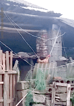 Крылатые качели...