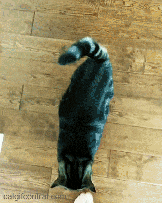 -Кто нагадил? -Я вообще не в кугсе!..