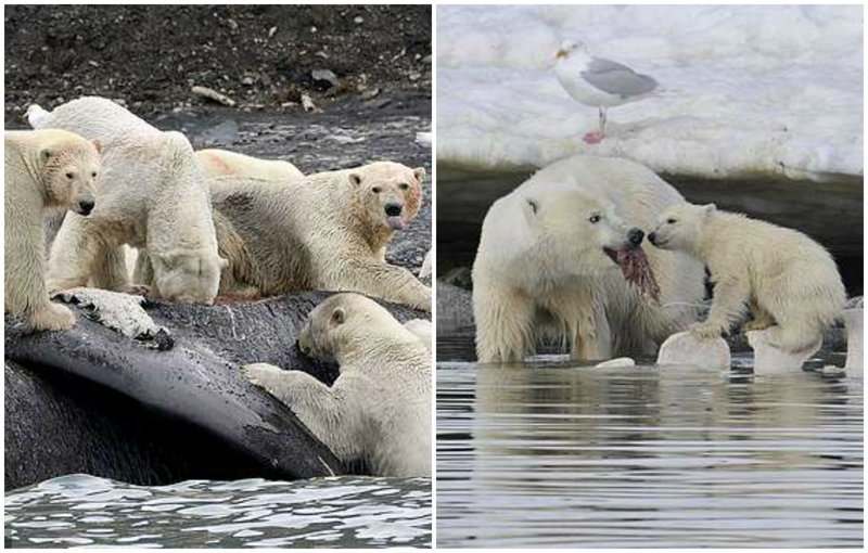 Из-за изменения климата белые медведи питаются трупами китов
