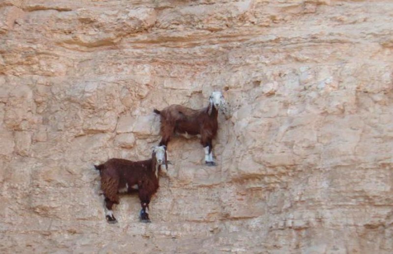 Альпийские козы в Италии ходят по отвесной плотине. Как?!