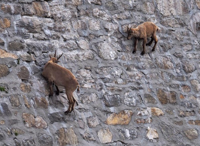 Альпийские козы в Италии ходят по отвесной плотине. Как?!