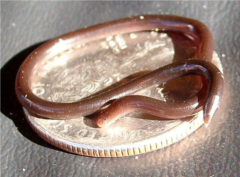 Самая маленькая змея в мире