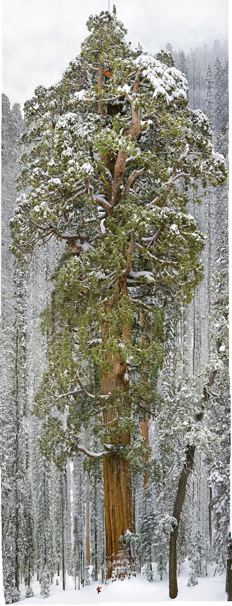 Фотографы 32 дня потратили, чтобы сфотографировать это дерево целиком
