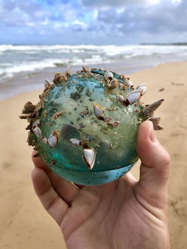 3. Стеклянный шар, превратившийся в маленькую морскую экосистему, найден на пляже на Гавайях