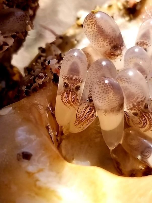 12. Морская раковина с яйцами кальмаров внутри