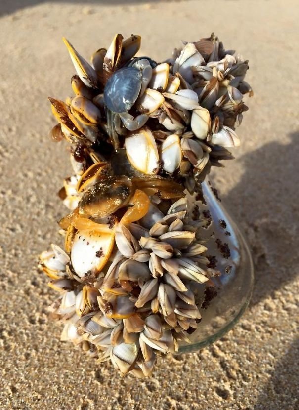 25. Лампочка, облепленная живыми ракушками, найдена на побережье Австралии