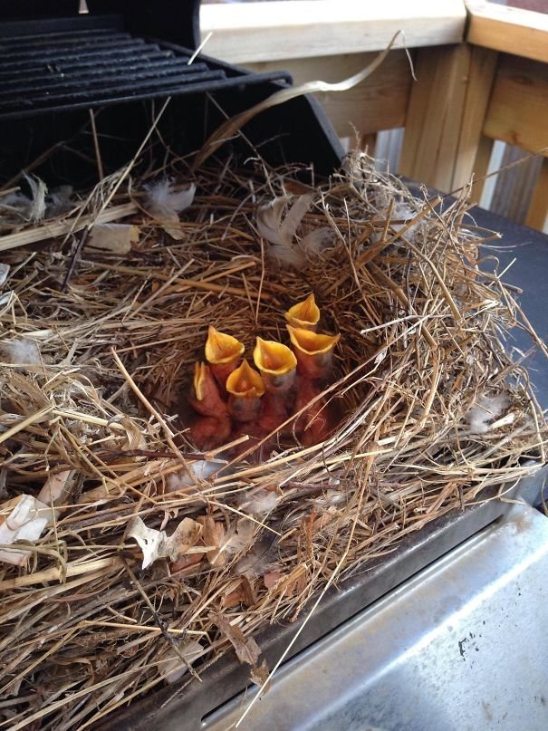 11. Гнездо с голодными птенцами, найдено в гриле. "Мама, покорми!"