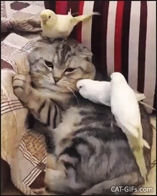 Ангельское терпение