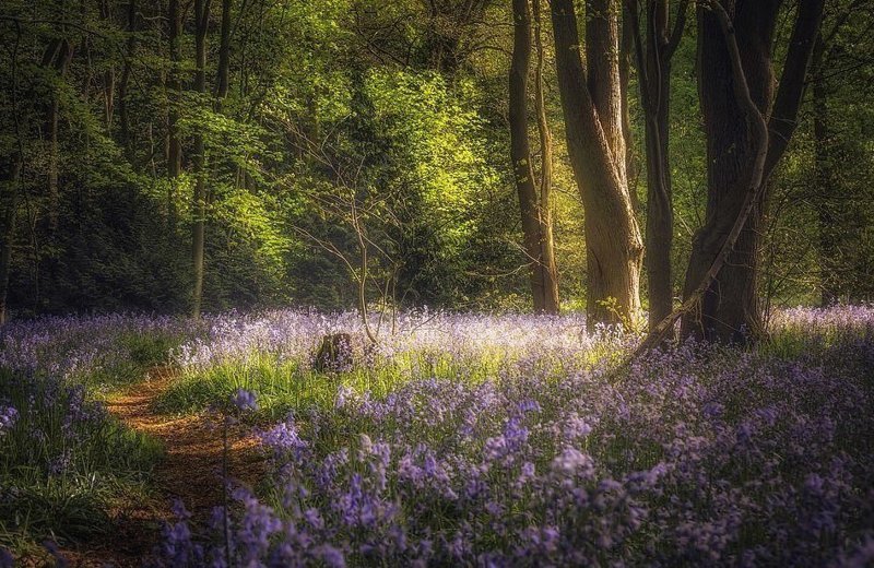 Весна в одном из лесов Уорикшира в объективе Криса Флетчера