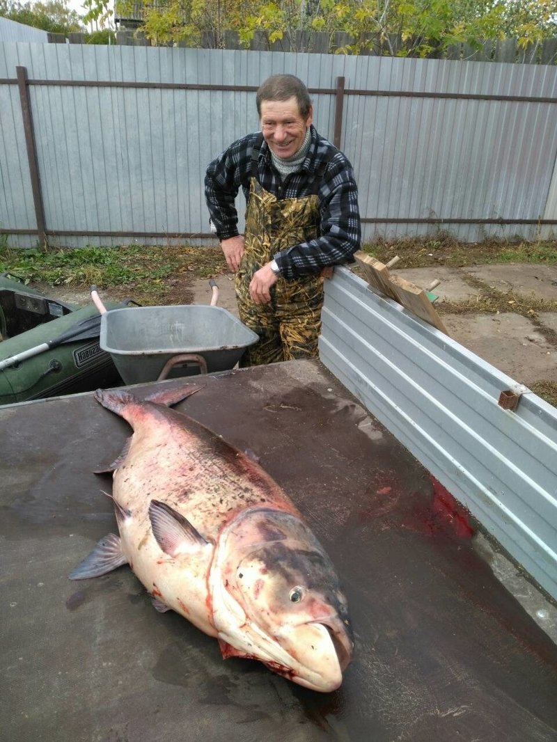 Настоящую царь-рыбу выудил из Оки житель Полян Алексей Макаров