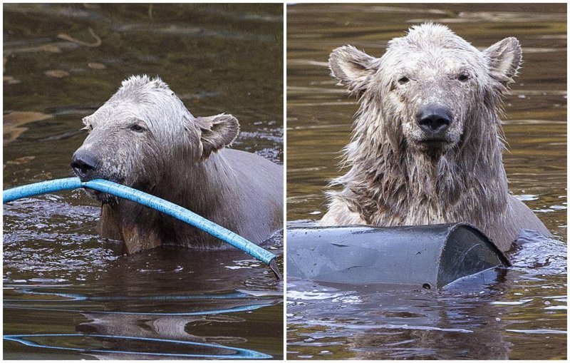 Медвежье счастье: как развлекается единственный белый медвежонок Великобритании