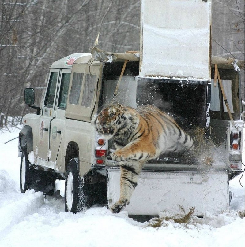 Тигр вырывается на свободу из клетки в машине на Дальнем Востоке. 