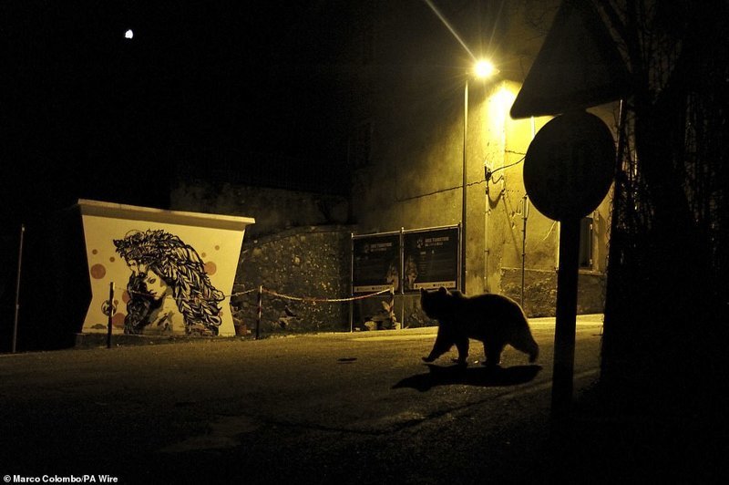 "Переходя дорогу", Марко Коломбо, Италия. Победитель в номинации "Дикая природа в городе"