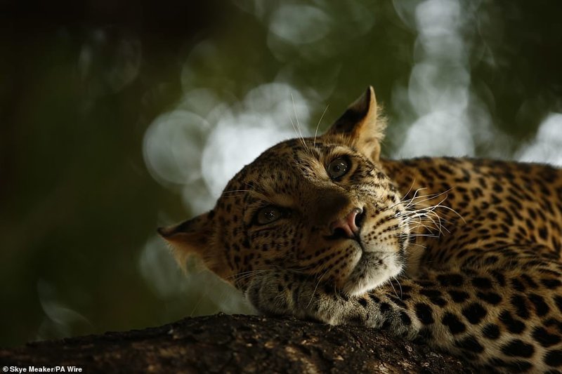 "Отдыхающий леопард", Ски Микер, ЮАР. Победитель в возрастной категории 15-17 лет