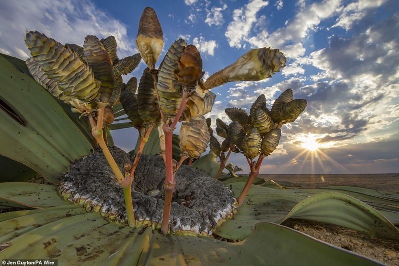 "Реликт пустыни", Джен Гайтон, Германия/США. Победитель в номинации "Растения и грибы"