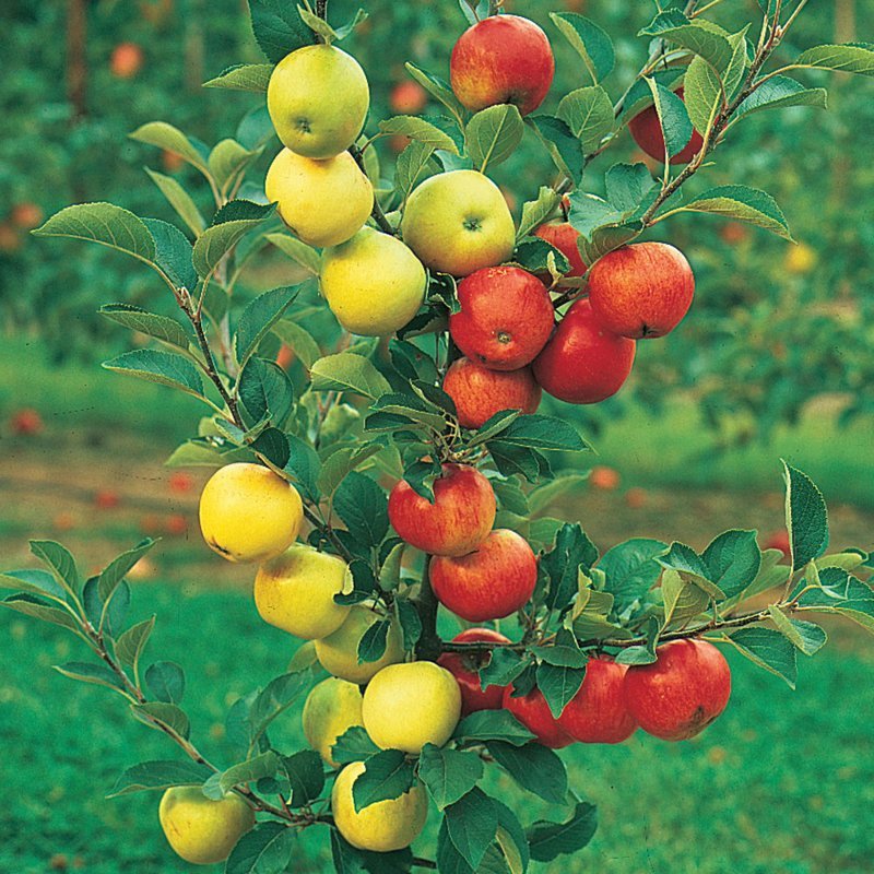 Чаще всего на одну яблоню прививается 4 сорта, реже – 3.  На грушу прививается 2-3 сорта.