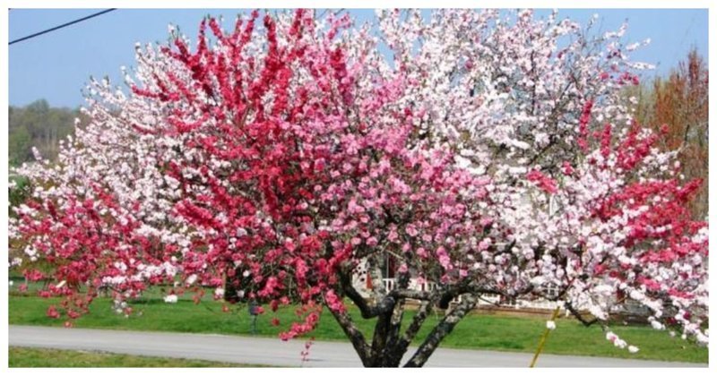 А, помимо множества плодов, туристов и садоводов привлекают такие деревья в период цветения - ведь они окрашиваются разными цветами - как по цвету, так по форме и запаху