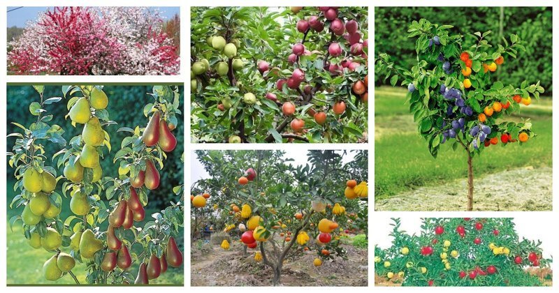 Вам не нужно иметь несколько деревьев для разных плодов - достаточно одного, где на одной ветке будут, допустим яблоки, а на другой груши