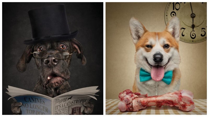 Фотопортреты собак и кошек, на которых они чертовски похожи на людей