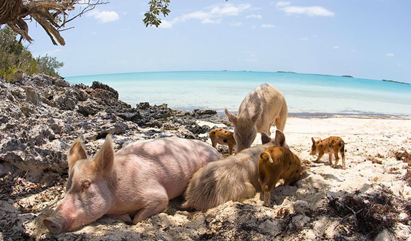 9. Пляж, на котором поселились свиньи.
