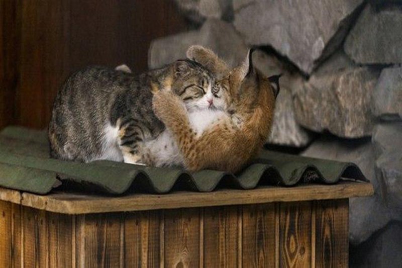 Удочерённая кошкой рысь переросла «маму» в Новосибирском зоопарке