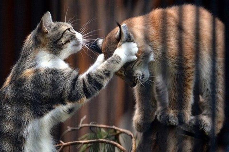 Удочерённая кошкой рысь переросла «маму» в Новосибирском зоопарке