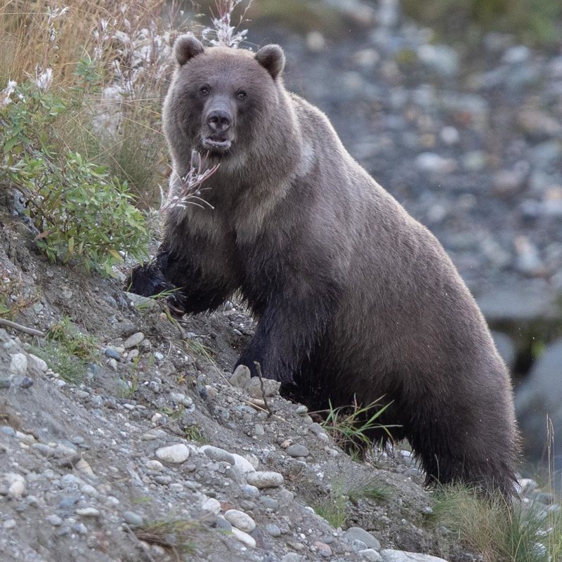 Да, я медведь и я живу на Аляске, передаю привет медведям России