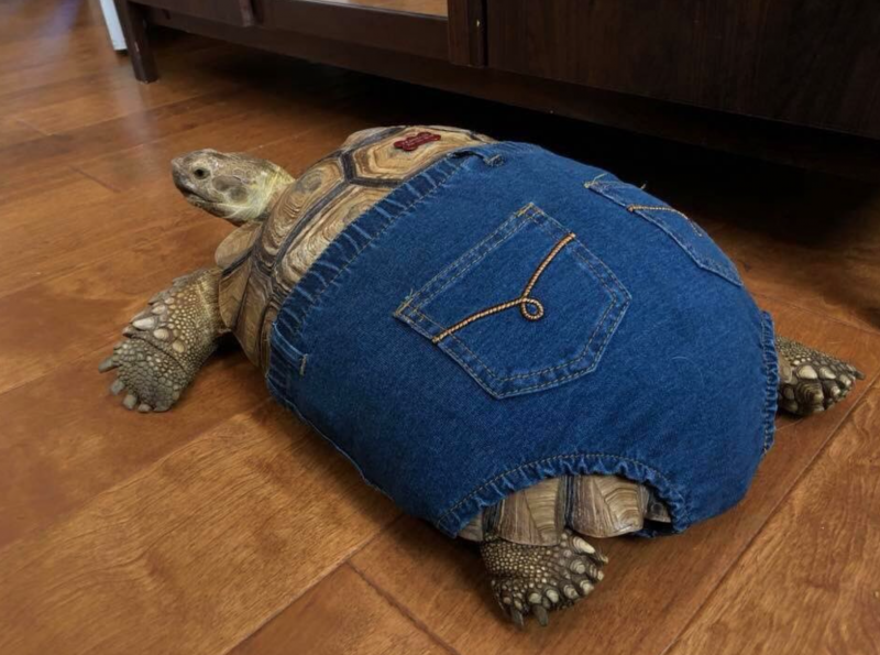 А черепаху в джинсовых шортах видели?