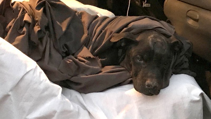Спасение пса Мэджика, который  был два дня погребён заживо под кирпичной стеной