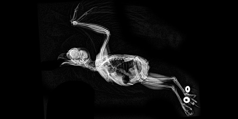 Зоопарк Орегона показал как выглядят на рентгеновских снимках питон, лиса и хвост бобра