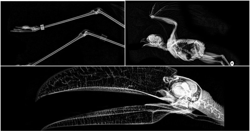 Зоопарк Орегона показал как выглядят на рентгеновских снимках питон, лиса и хвост бобра