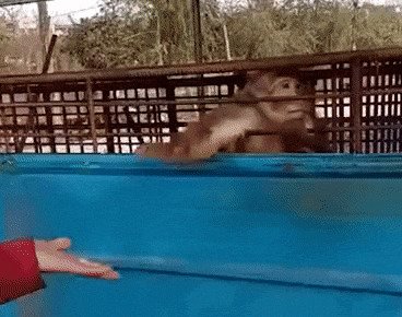 Не злите обезьян