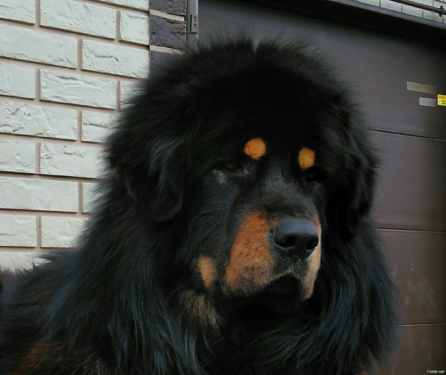 Тибетский мастиф цена щенка москва