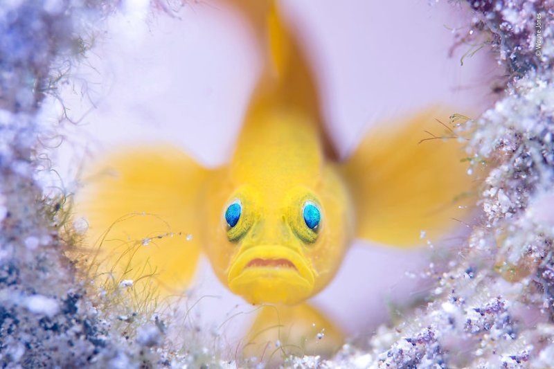 "Хранитель стеклянного дома" - Уэйн Джонс, Австралия, категория "Подводный мир"