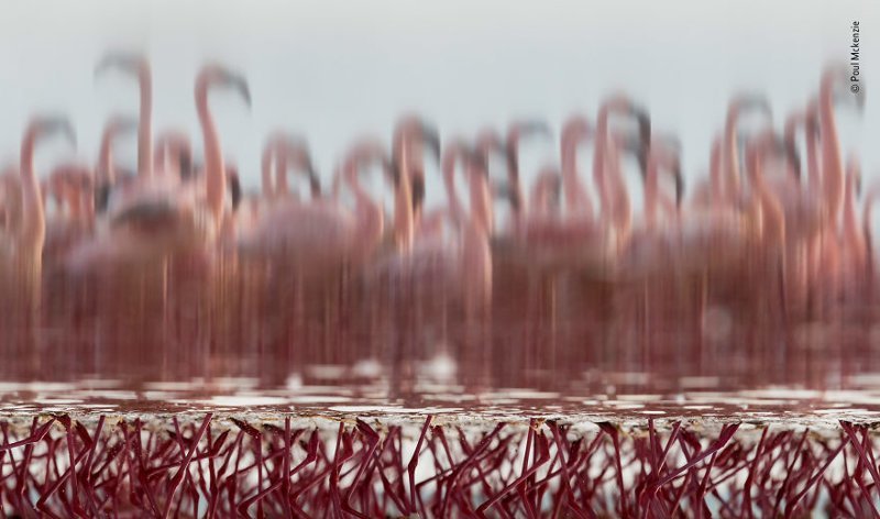 "Фламинго в отражении" - Пол Маккензи, Ирландия - Гонконг, категория "Креативное видение"