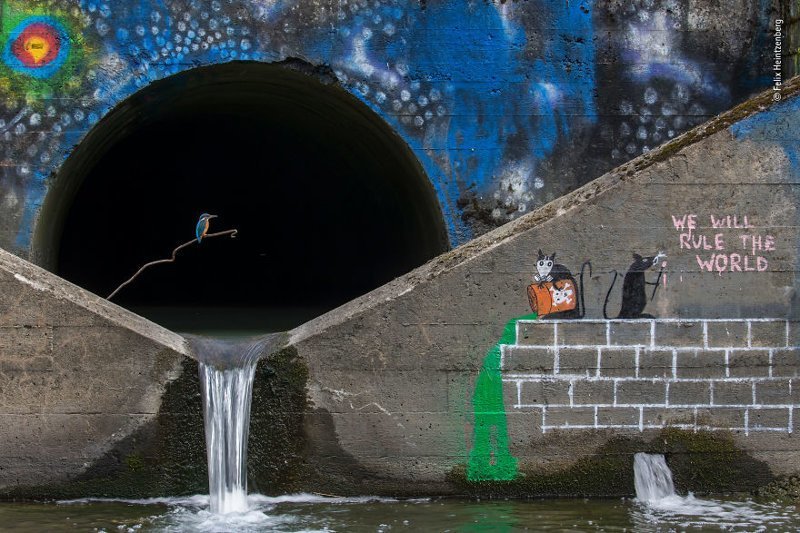 "Городской рыболов" - Феликс Хайнценберг, Германия-Швеция, категория "Животные в городе"