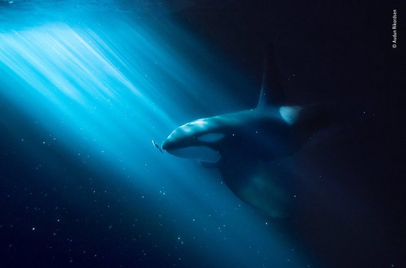 "Ночной перекус" - Аудун Рикардсен, Норвегия, категория "Подводный мир"