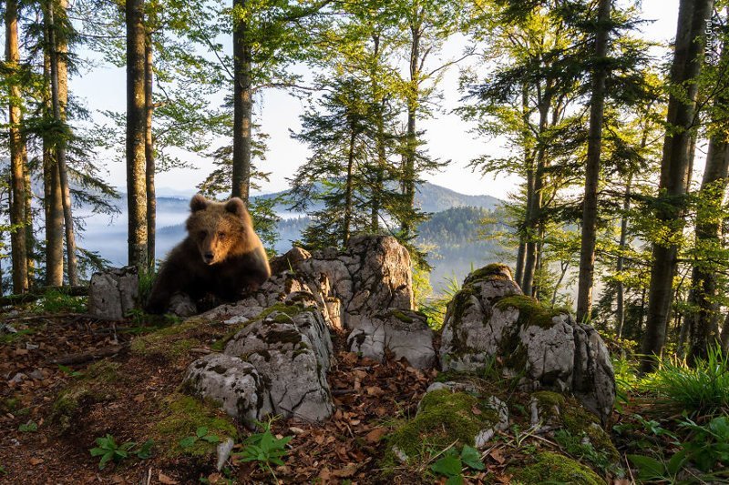 "Медвежья территория" - Марк Граф, Австрия, категория "Животные в естественной среде"