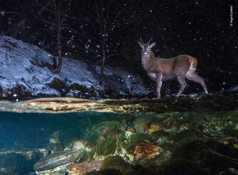 "Полуночник" - Вегард Леден, Норвегия, категория "Животные в естественной среде"