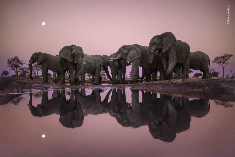 "Слоны в сумерках" - Франц Лантинг, Нидерланды, победитель в категории "Достижения всей жизни"