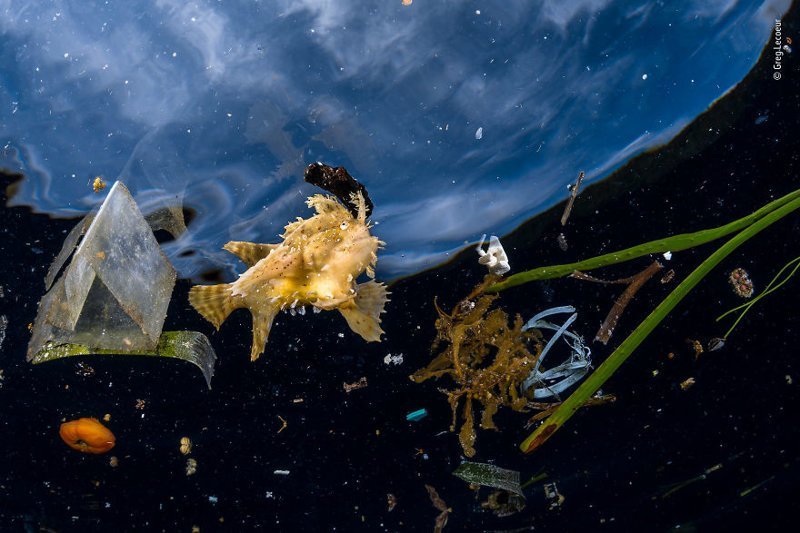 "Жизнь среди мусора" - Грег Лекер, Франция, категория "Фотожурналистика"