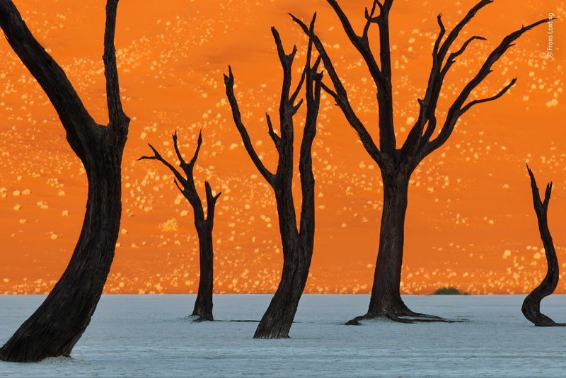 "Деревья-призраки" - Франц Лантинг, Нидерланды, победитель в категории "Достижения всей жизни"