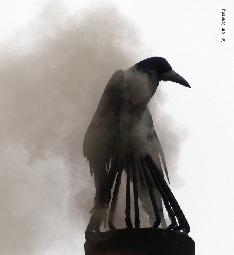"Купание в дыму" - Том Кеннеди, Ирландия, категория "Животные в городе"