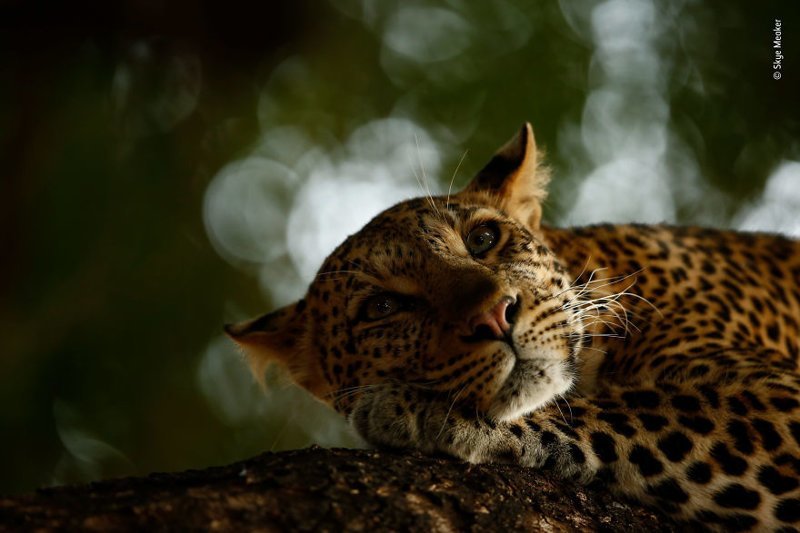 "Мечты леопарда" - Скай Микер, ЮАР, победитель в категории "Юные фотографы"