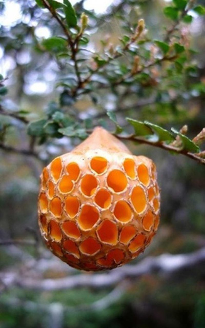 23. Буковый апельсин / Cyttaria gunnii