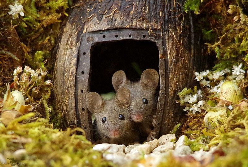 Фотограф построил для садовых мышей игровой городок