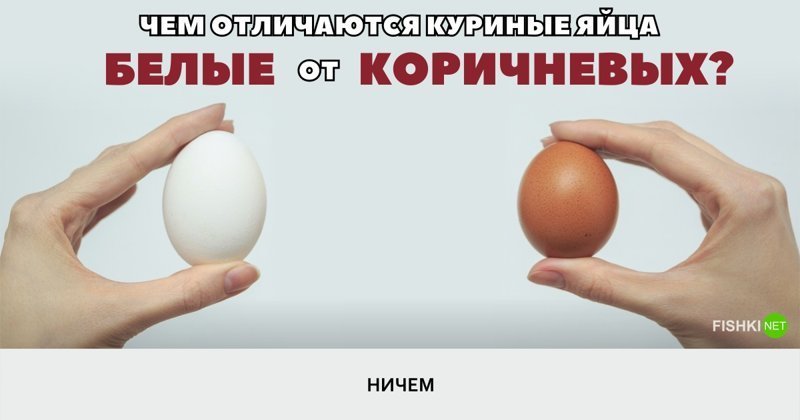 Чем отличается белые яйца от коричневых?