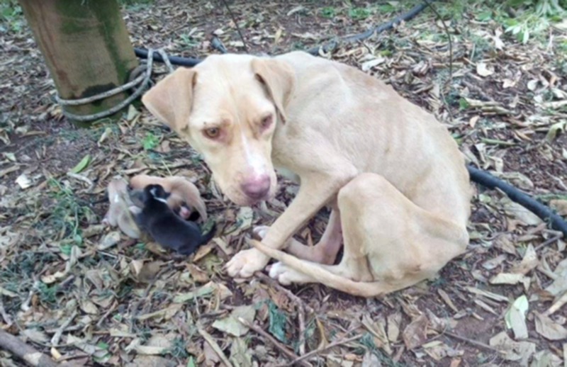 Беременную собаку оставили связанной в лесу рожать в одиночестве, без еды и воды