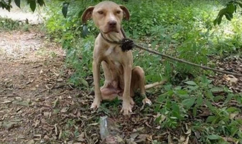Беременную собаку оставили связанной в лесу рожать в одиночестве, без еды и воды